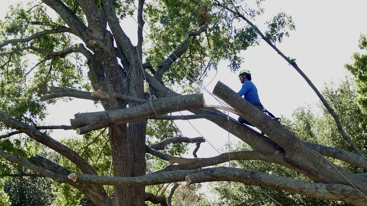 Professional Crown Thinning performed by certified arborists in Cross Plains