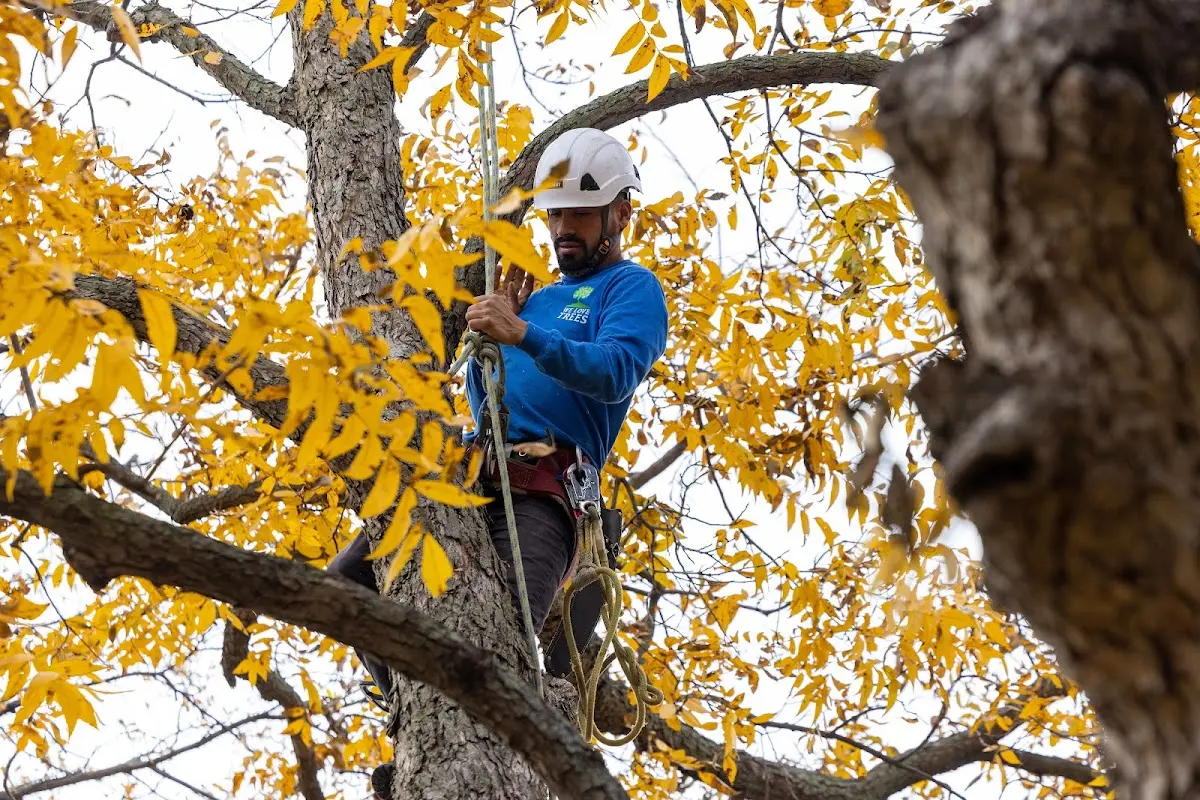 Skilled Tree Planting crew working in Cross Plains
