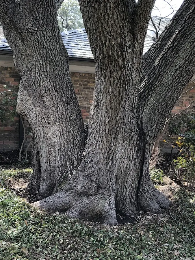 Mature heritage tree close to a Cross Plains property cared for by certified arborists